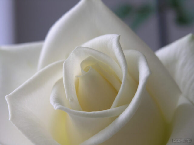 Olympus C 8080, Jonesy Rose